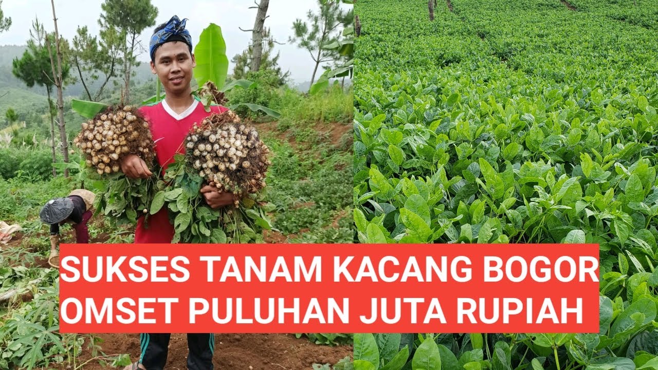 Hasil Melimpah Panen Kacang Bogor Part 2 Youtube