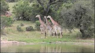 Giraffes make weird noise....
