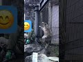多摩動物公園 飼育員さんと帰宅するユキヒョウのフク Snowleopards Shorts 多摩動物公園 飼育員さんと帰宅するユキヒョウのフク Snowleopards Shorts