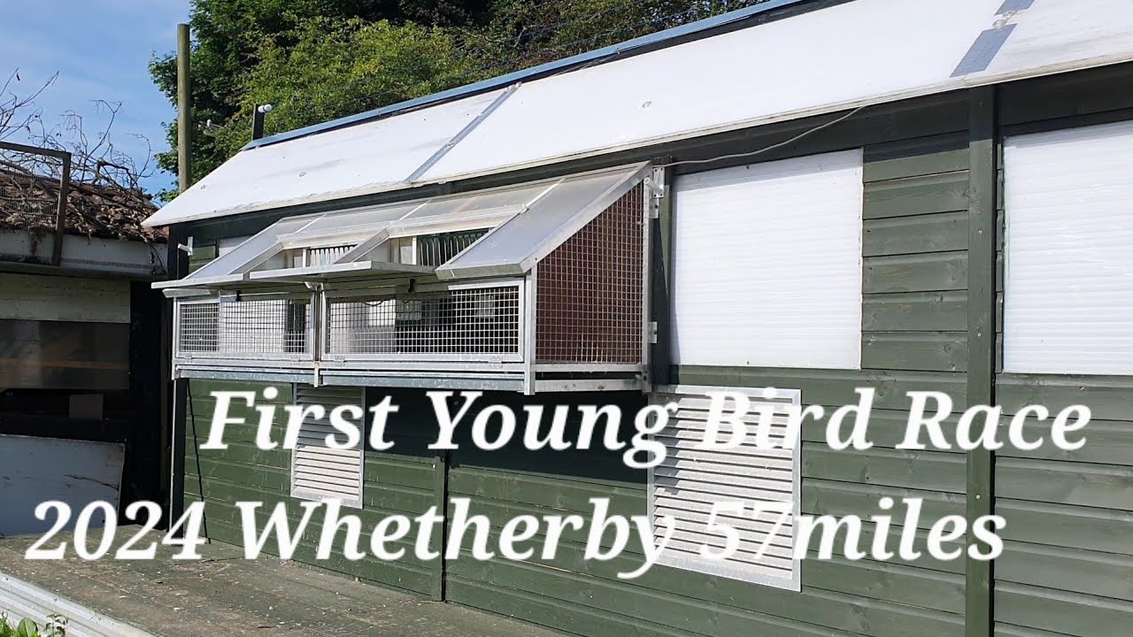 First Young Bird Race 2024 Wetherby