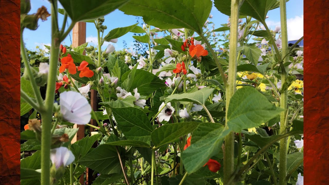 Garden Amendments and What I Use YouTube