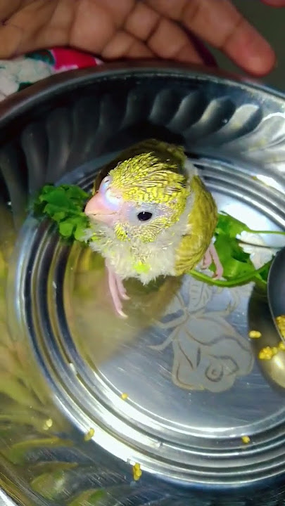suara lovebird untuk menarik burung #burung #bayi #burungbudgeri #pecintaburung #tren #burungparkit #burungbeo #bayi