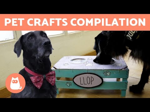 DIY CAT and DOG Toys and Accessories 🐶🐱 HOMEMADE PET CRAFTS