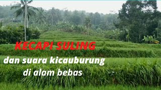 Download Lagu Kecepi Suling Sunda di Pesawahan diiringi Kicauwan Burung Dengan Panorama Alam Bebas Download Lagu Kecepi Suling Sunda di Pesawahan diiringi Kicauwan Burung Dengan Panorama Alam Bebas