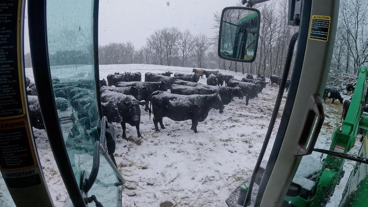 Spring Break BLIZZARD! Not ideal for the baby calves.