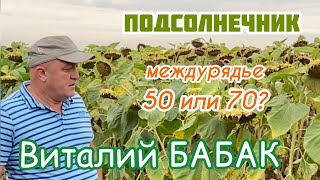 Какое междурядье для подсолнечника выбрать?