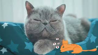 AI Video Marketing That Drives E-Commerce & DTC Brand Sales | Pet Brand Example AI Video Marketing That Drives E-Commerce & DTC Brand Sales | Pet Brand Example
