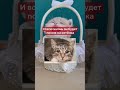 Факты о кошках, которые тебя шокируют #shorts