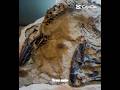 Deadly Dinosaur Battle Dinosaur Edit Information Shorts Dinofight Jurassicworld Documentary 