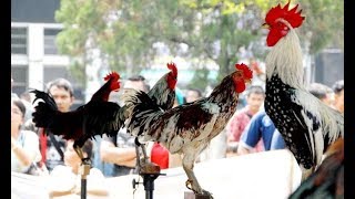 Wajib Ditiru Beternak Ayam Gaok Jenis Ayam Kapung Super Yang Sangat Menguntungkan