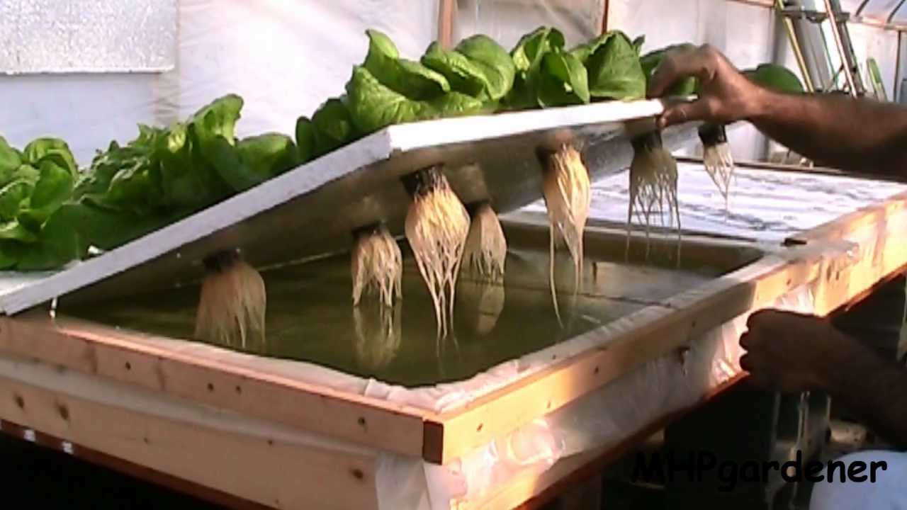 Floating Raft Hydroponics Update Dec 2012 - YouTube