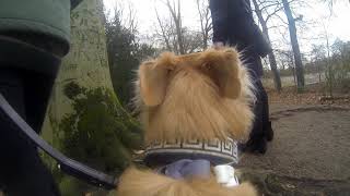 Geocaching with another perspective - REMUSCAM 01 by the Dutch Sighthound 85 views 3 years ago 6 minutes, 14 seconds
