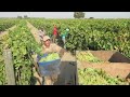Pisca De Uva | La Gandola En Madera California | Trabajando Por Contrato En Estados Unidos