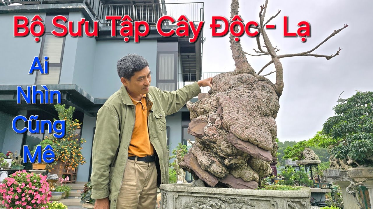 ĐI TÌM những CÂY ĐỘC - LẠ - DỊ NHẤT Vườn của anh LƯU TRƯỜNG SƠN - TIẾN XUÂN - THẠCH THẤT - HN .