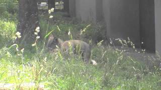 母と兄にじゃれる仔オオカミたち~Wolf's mother and cubs