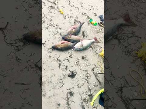 BIG RED SNAPPER FISH Caught #shorts