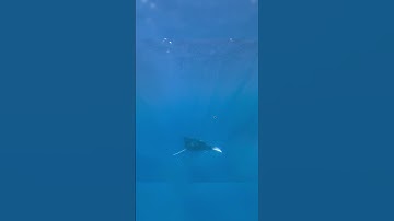 UNDERWATER GEOGUESSR?? 💀💀 #geoguesser #googlemaps #geography