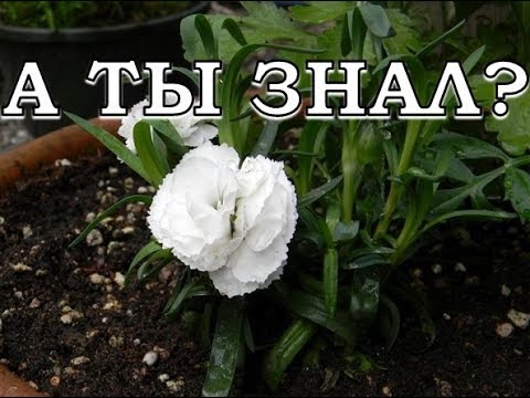 Сеем ГВОЗДИКУ пошагово