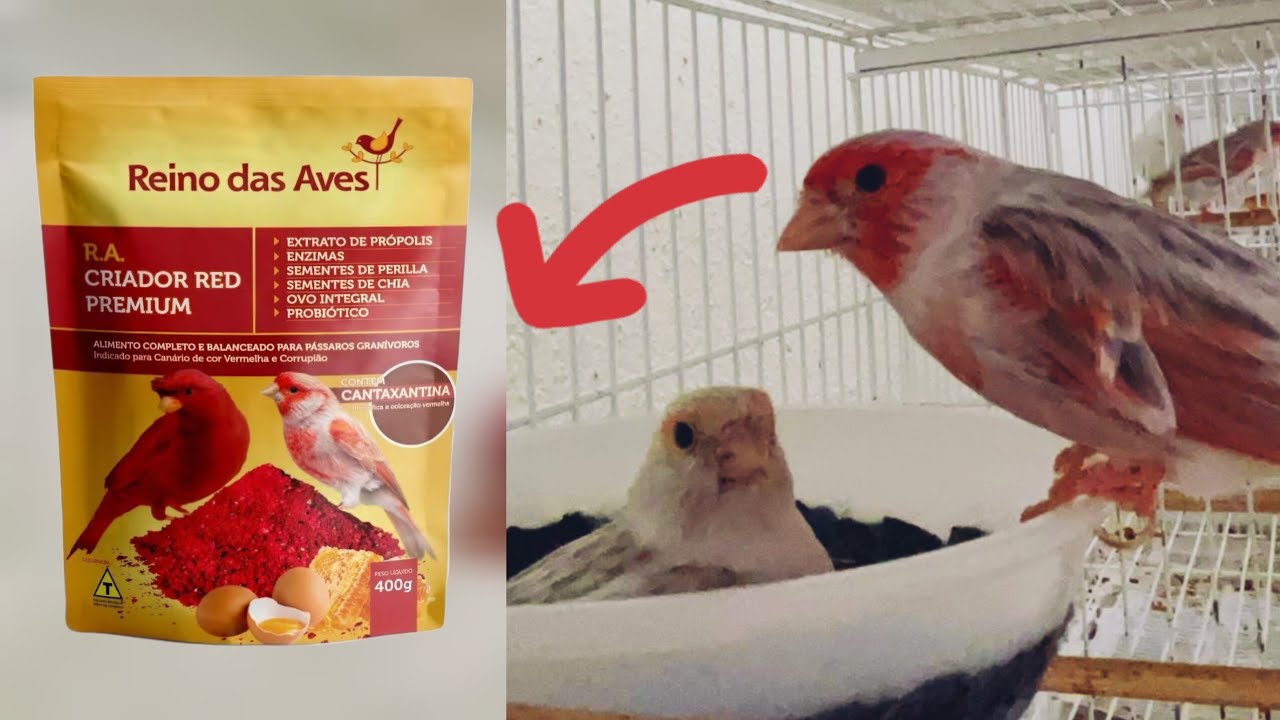 Solucionado problema no canaril E excelente alimentação 🐣🐥