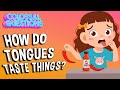 Understanding Taste and Flavor