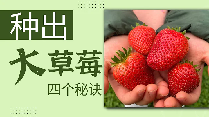 如何让草莓长得大？用这4个方法，种出的草莓又大又好吃 - 天天要闻