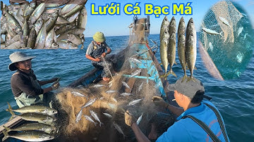 Lưới cá bạc má thuyền chú hoan a lãi cá bạc má đóng kín lưới gở mỏi tay - Dân Biển