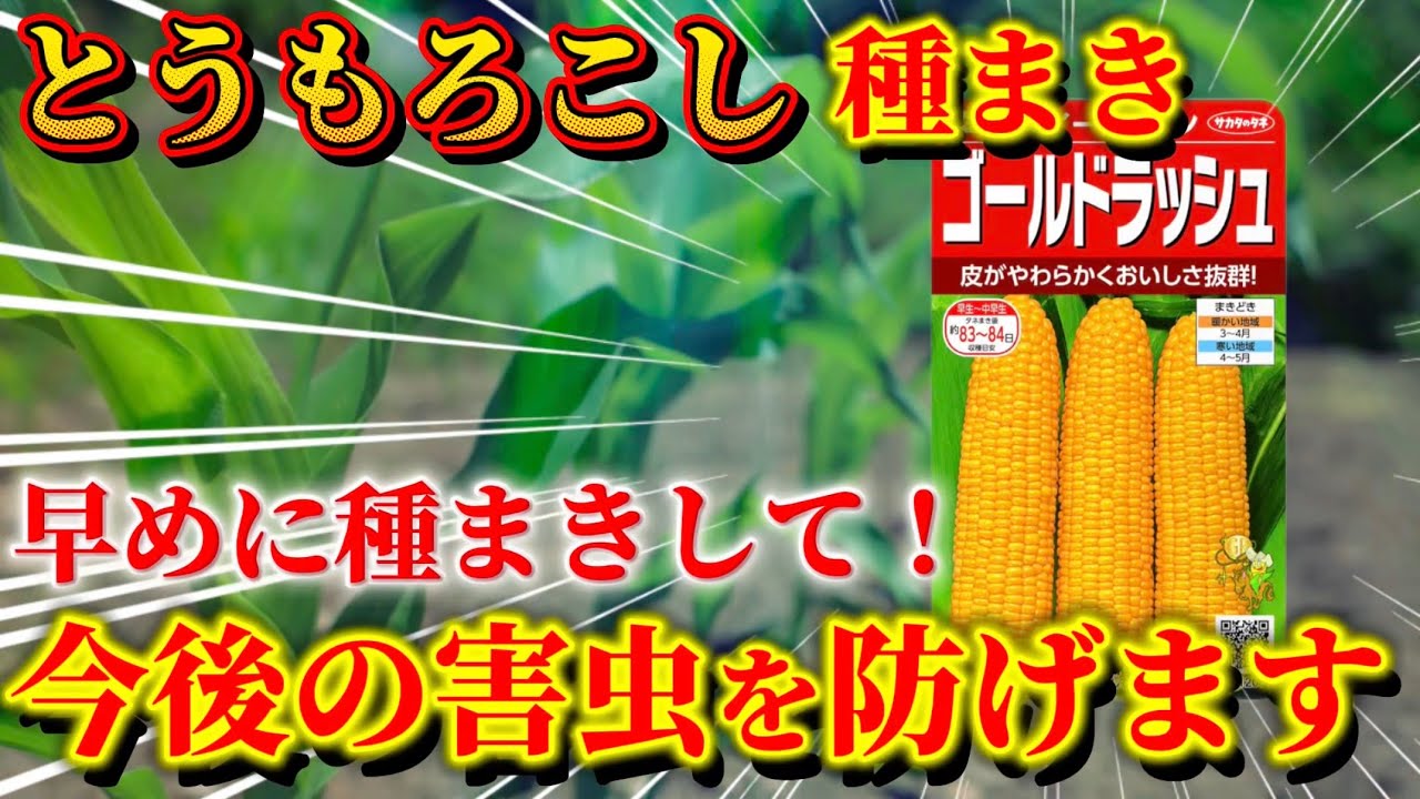 【とうもろこし】早めの種まきで害虫を防ぐ！種まきの正しいポイントと腐らせない方法について話します