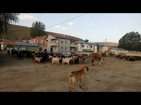 Bayburt çobanları(2)