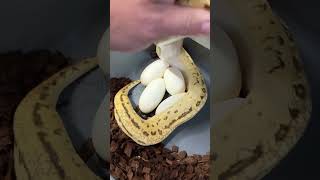 Celebrity ODYB Lemonblast Crypton Het Pied bred by a GHI Mojave Clown Het Pied.  Lots of genes at play here! Net Worth