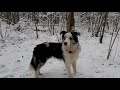 Первый Снег в День Рождения. Гуляем в лесу с собаками.