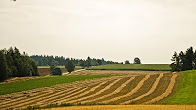 Žně na Vysočině, Havlíčkova Borová