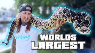 Worlds LARGEST Rattlesnake!  **GIANT** | Tyler Nolan