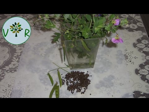 Vidéo: Phénotypage Intégré à Haut Débit Automatisé Des Pousses De Plantes: Une étude De Cas De La Tolérance Au Froid Du Pois (Pisum Sativum L.)