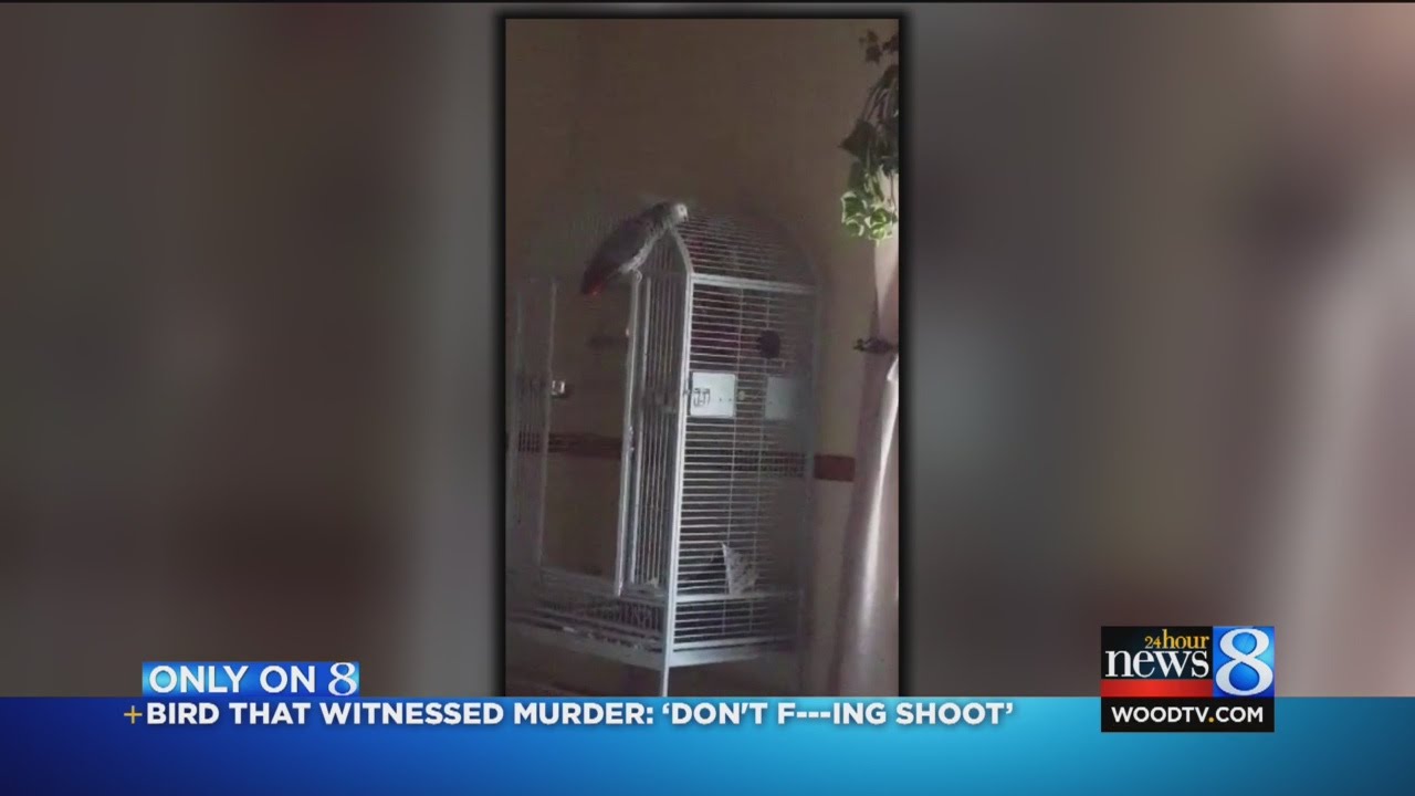 Bird that witnessed murder: 'Don't f****** shoot'