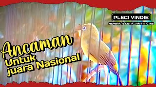 ANCAMAN JUARA NASIONAL - PLECI VINDIE NEMBAK MANTENAN 15 DETIK TANPA PUTUS #plecinembakmantenan