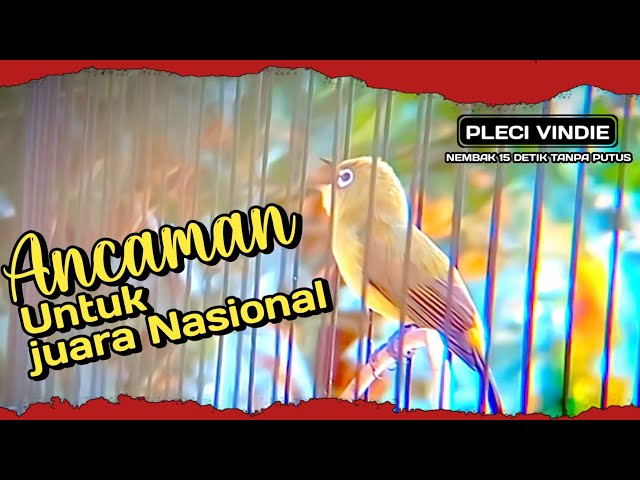 ANCAMAN JUARA NASIONAL - PLECI VINDIE NEMBAK MANTENAN 15 DETIK TANPA PUTUS #plecinembakmantenan class=