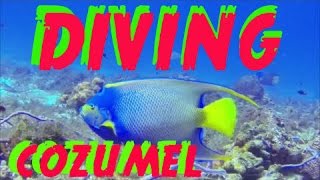 Happy Underwater Life-Happy Cozumel Scuba Diving-Underwater Beauty