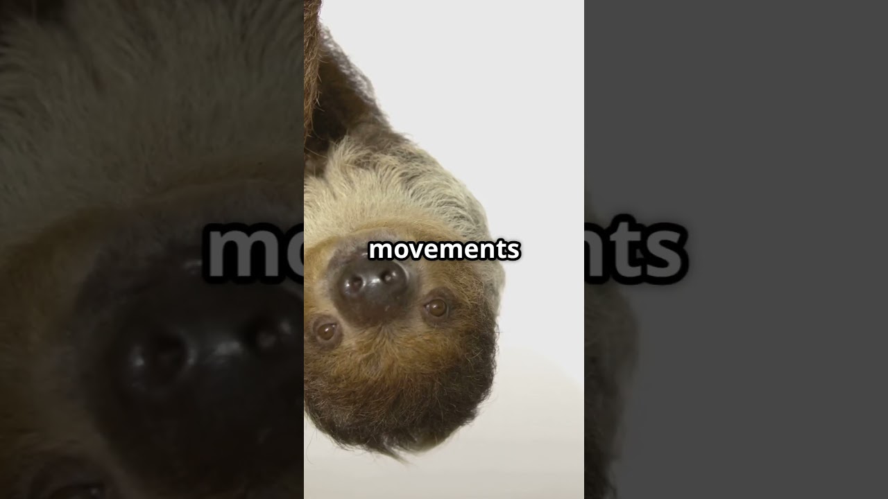 7 Mind Blowing Facts About Sloths! 🦥