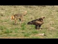 Golden Eagle v Fox Face off