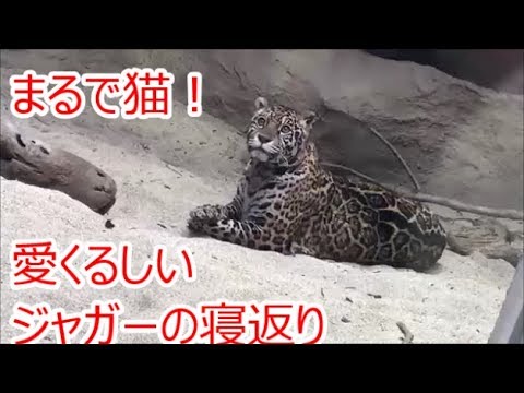 まるで猫 愛くるしいジャガーの寝返り 那須どうぶつ王国 かわいい動物動画 Youtube