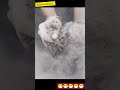 dusty dusty