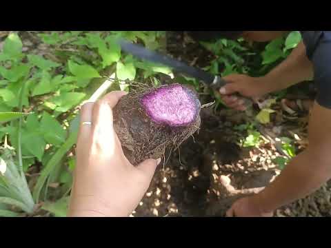 PAANO ILUTO ANG UBE PARA SA MERYENDA, NAPAKADALING PARAAN🤗