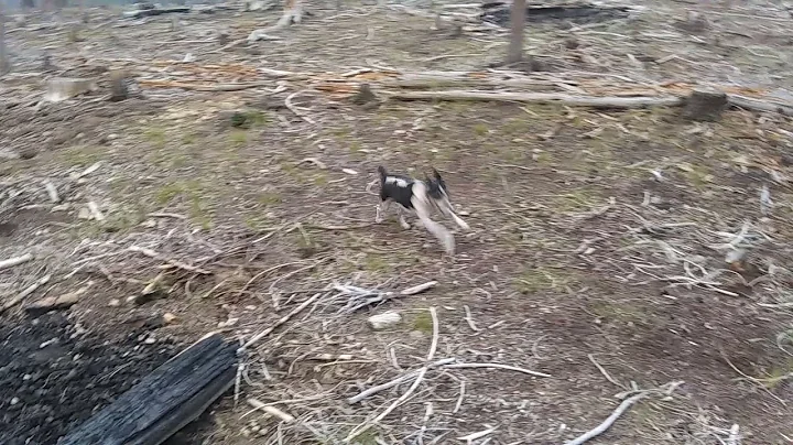 My Dog Katie havin fun at Diamond Lake Oregon!!!!