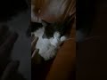 Красива киця Cute Cat Красива киця Cute Cat