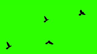 Birds Flying #1 \/ Green Screen - Chroma Key