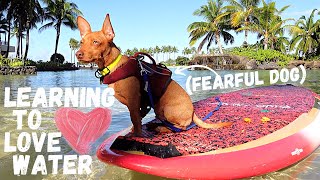 How to Train Water Confidence (Fearful Dogs)