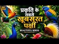 प्रकृति के सबसे खूबसूरत पक्षी | Amazons Beautiful Birds Documentary #birds #nature #wildlife