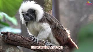 棉頭絹猴情侶甜密密 穿山甲館隨時大放閃