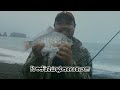 How to catch Surf Perch
