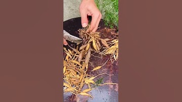 Mmt 7022  mini rotary tillage and ridging all-in one tree 🌲 short view #travel #beach #flowers